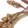Botrytis rots young stems especially after they have been damaged by hail