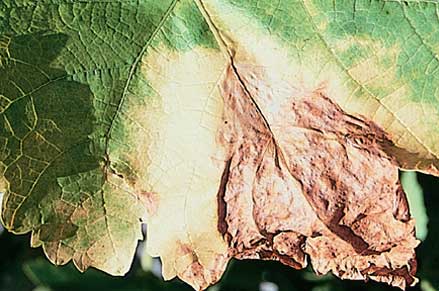 Botrytis causes V-shaped regions on leaves