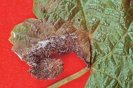 Botrytis rots infect leaves in wet conditions