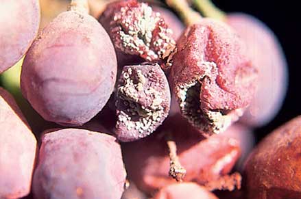 Buff-coloured spores of Botrytis grow from rotted berries