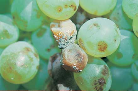 Penicillium mould develops in ripe berries