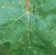 Phomopsis leaf spots are usually on basal leaves