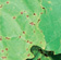 Phomopsis leaf spots (right) differ from black spot (left)