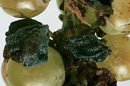 Phomopsis rot of berries is rare in most districts
