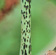 Phomopsis cankers are shallower and more elongated than blackspot