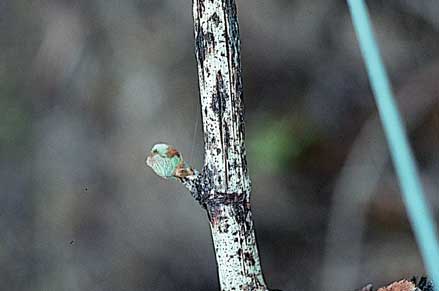 Bleached canes with Phomopsis should be removed where possible