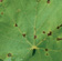 Black spot on Sultana leaves