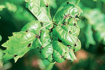 Shot-holed and crinkled leaves caused by black spot