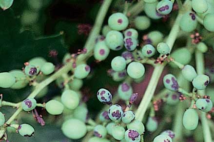 Birds-eye spots on young berries