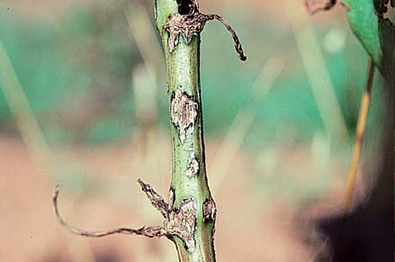 Black spot cankers overwinter the disease