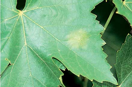 A single leaf spot has the potential to spread the disease rapidly by secondary infection