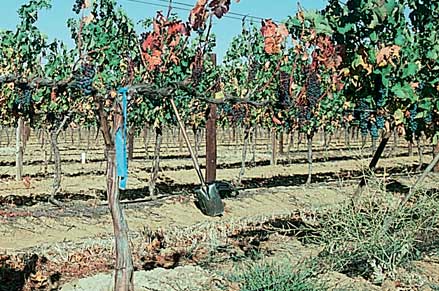 Eutypa infection at the graft (above left) killed the vine shown above at right