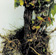 Black goo decline reduces growth of vines by blocking sap flow in the trunk