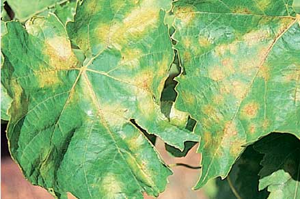 Rapidly growing oilspots often merge to infect much of the leaf