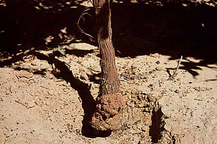 A large gall at the base of a vine