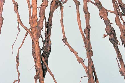 Root-knot nematode affects roots and stunts vinesnote the swollen rootlets