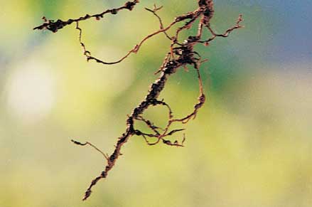 Root-knot nematode affects roots and stunts vinesnote the swollen rootlets