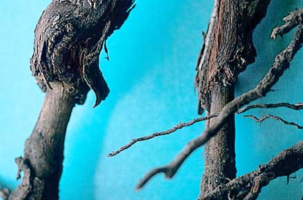 Water moulds rot roots and may girdle the trunk just below the soil